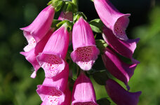 Glockenblume_.jpg