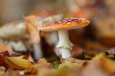 Pilz-1.JPG Pilz-1.JPG