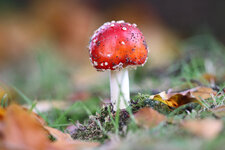 Pilz-2.JPG Pilz-2.JPG