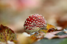 Pilz-3.JPG Pilz-3.JPG