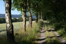 Waldweg1000.jpg