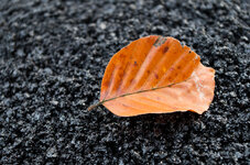 Blatt---Teer.jpg