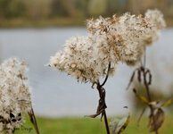 pusteblume.jpg