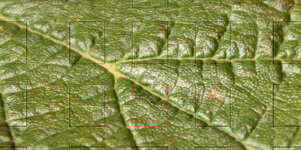 Blatt 100%.jpg
