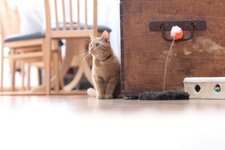 IMG_0797small.JPG IMG_0797small.JPG