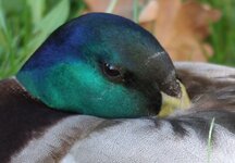 Ente-2,8-OOC-Crop.jpg