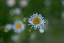 DSC_3528.jpg