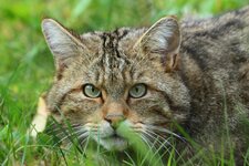 Wildkatze_370_7.1.JPG