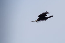 IVxS`A7_400-400@400_1^1600_7.1_I640_AI_EC+4div3_AV_CS_ZoneAF_19C_7D_EF400mm f5.6L.jpg
