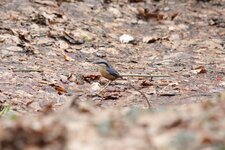 IMG_5240.jpg
