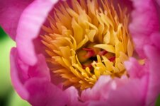 comp_peony.jpg