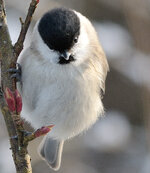 DSC_0045_100_prozent_crop.jpg
