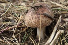 herbstlich - 4.JPG herbstlich - 4.JPG