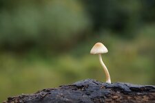 Pilze - kleiner Kerl - 1792.JPG