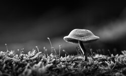 comp_IMG_6426.jpg