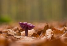 comp_IMGP4677rba.jpg comp_IMGP4677rba.jpg