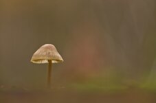 comp_IMGP6688rb.jpg comp_IMGP6688rb.jpg