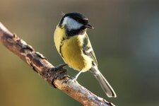 comp_IMG_8659.jpg
