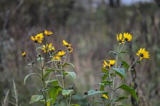 comp_DSC_3375-21.jpg
