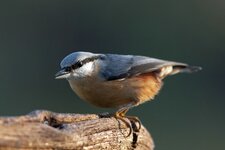 comp_IMG_8291.jpg