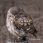 comp_DSC_0271.jpg