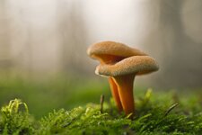 comp_IMGP9129rba.jpg comp_IMGP9129rba.jpg