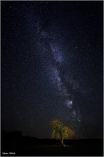 MilchstraßeMitBaum.jpg