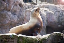 Seelöwe_002.jpg
