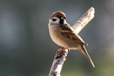 comp_IMG_8747.jpg