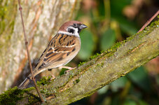 Spatz.jpg