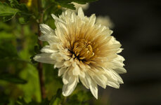 Chrysanthemen weiss.jpg