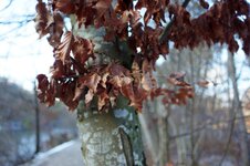 Test-Tamron 24f2.5.jpg