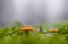 comp_IMGP9313rba.jpg comp_IMGP9313rba.jpg