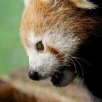 EOS70D_100-400_AnimalPortraits 002.jpg
