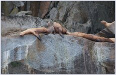 pinnipeds 3.jpg