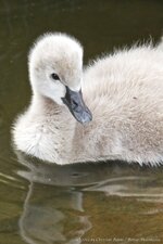 Black Swan Chick portrait.jpg