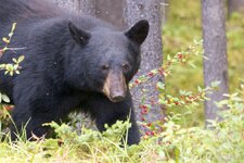 Canadian Black Bear closeup.jpg