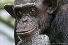 Chimpanzee Philosopher.jpg