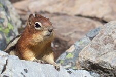 Cute Chipmunk closeup.jpg