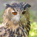 Eagle Owl on the watch.jpg