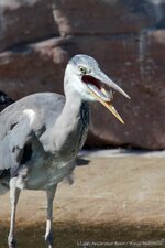 Graureiher und Fisch.jpg