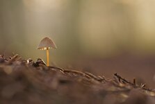 comp_IMGP8901rba.jpg comp_IMGP8901rba.jpg