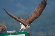 Launching Osprey.jpg