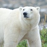 Polar Bear closeup 1 LT.jpg