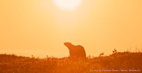 Polar Bear in the sunset.jpg