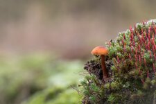 Orangerotes Pilzchen.jpg Orangerotes Pilzchen.jpg