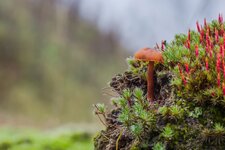 Moospilz3.jpg Moospilz3.jpg