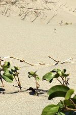 [Chunan Strand Pflanzen Tilt ]B.jpg