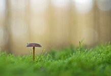 comp_IMGP9572rba.jpg comp_IMGP9572rba.jpg