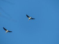 P1070792-conv.jpg